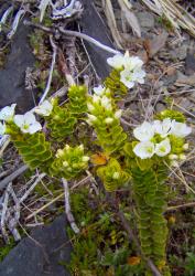 Veronica macrantha var. brachyphylla. Habit. Cobb Valley, Nelson.
 Image: P.J. Garnock-Jones © Te Papa CC-BY-NC 3.0 NZ